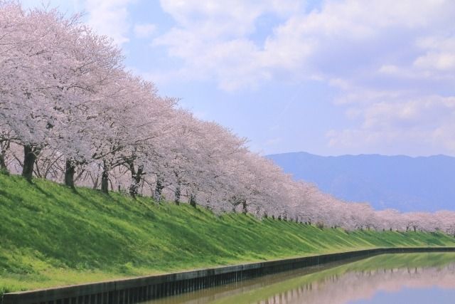 桜並木
