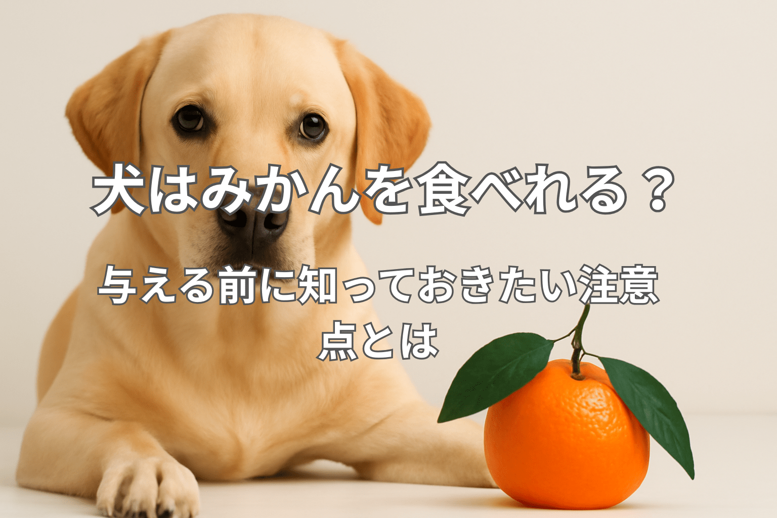 犬はみかんを食べれる？与える前に知っておきたい注意点とは