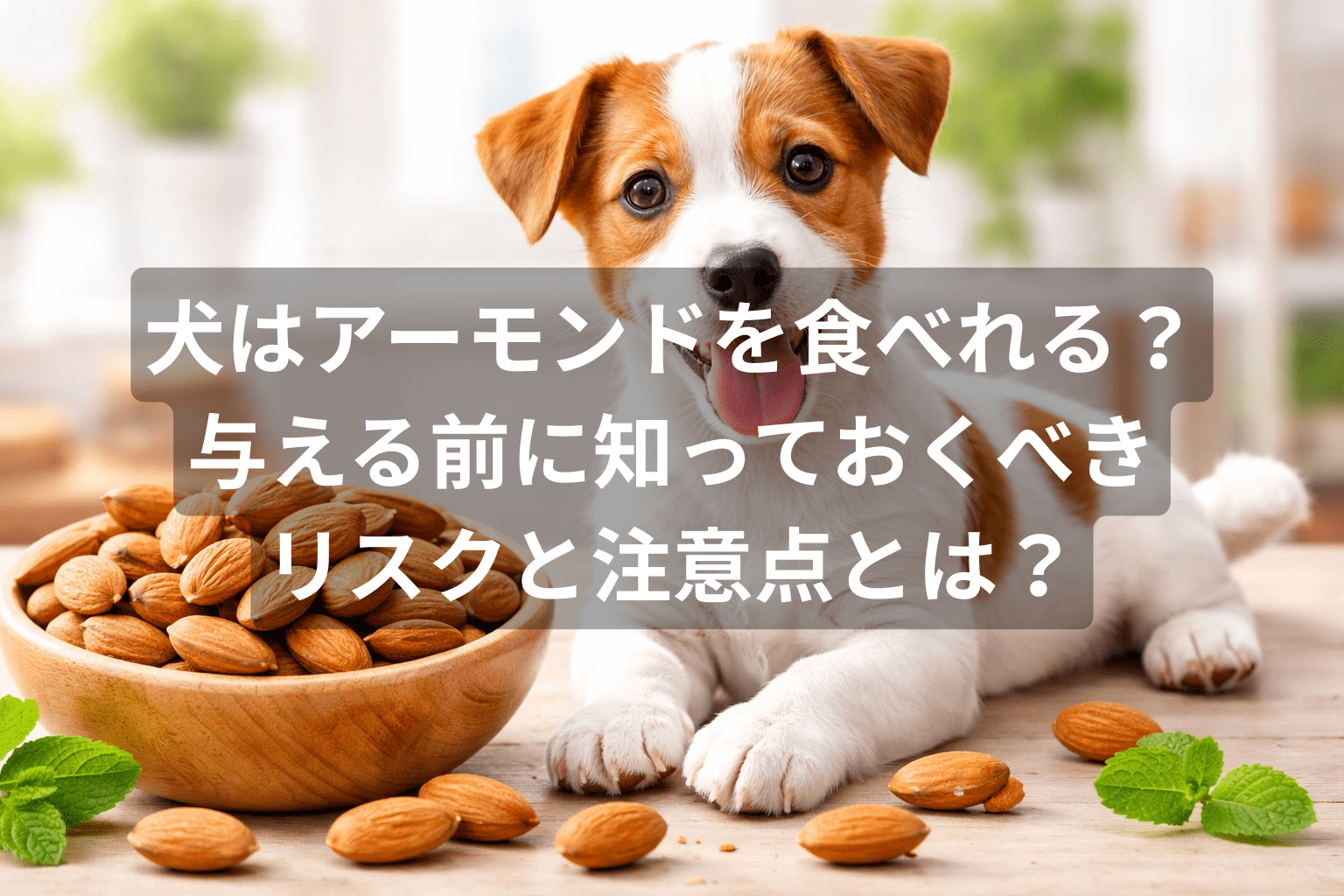 犬はアーモンドを食べれる？与える前に知っておくべきリスクと注意点とは？