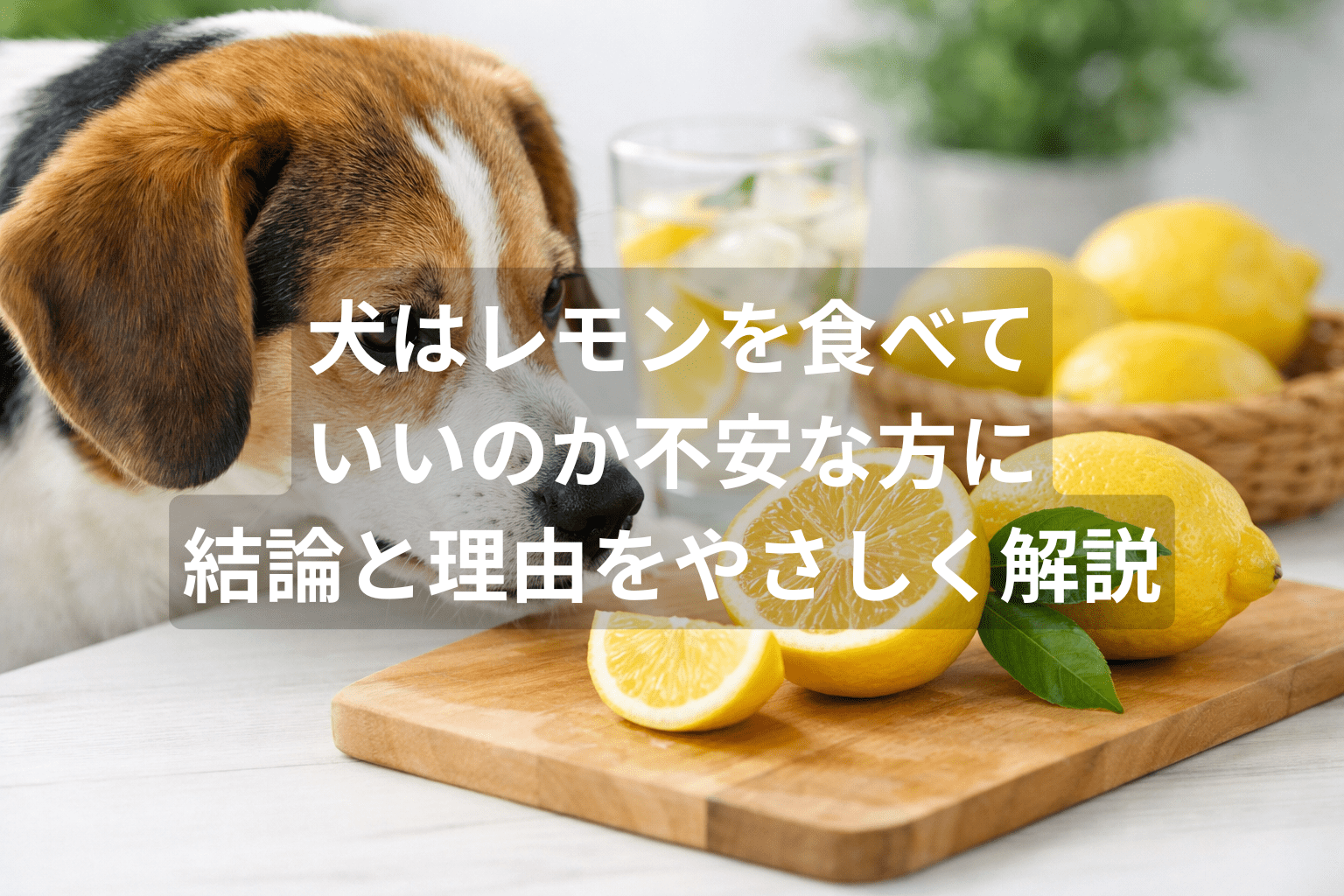 犬はレモンを食べていいのか不安な方に｜結論と理由をやさしく解説