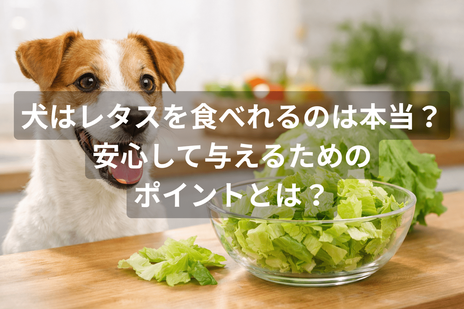 犬はレタスを食べれるのは本当？安心して与えるためのポイントとは？